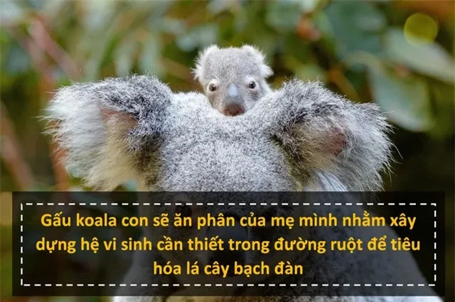 Loại “sữa chua” đặc biệt của gấu koala con