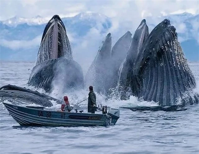 Đàn cá voi nhô lên mặt nước đớp mồi ngay sát một con thuyền được chụp ở Na uy.