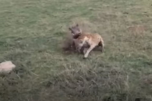 CLIP: Linh cẩu bất lực trước con mồi hung hăng