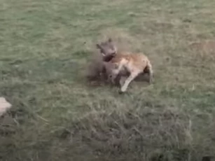 CLIP: Linh cẩu bất lực trước con mồi hung hăng