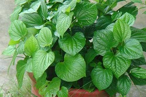 Dù nhà chật hẹp đến đâu bạn cũng nên trồng ngay cây này kẻo hối hận