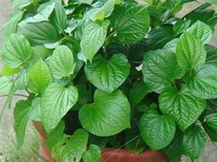 Dù nhà chật hẹp đến đâu bạn cũng nên trồng ngay cây này kẻo hối hận