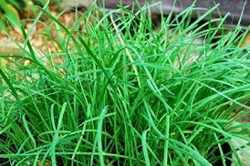 Vì sao nhà dù chật hẹp bạn cũng nên trồng ngay cây lá hẹ?