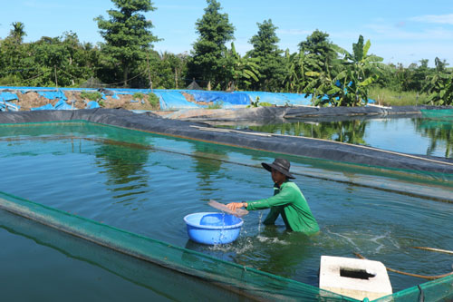 Hậu Giang: Thành tỷ phú nhờ nuôi cá chạch lấu