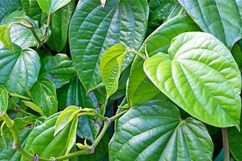 Vì sao gia đình bạn nên trồng ngay cây này trong nhà dù chật hẹp tới mấy?