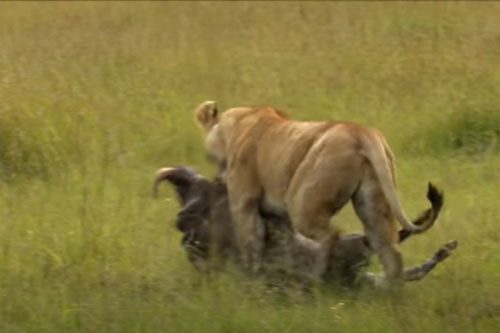CLIP: Lợn bướu nhận 'cái kết đắng' khi lọt vào tầm ngắm của sư tử