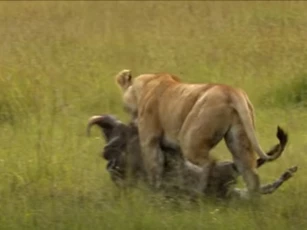 CLIP: Lợn bướu nhận 'cái kết đắng' khi lọt vào tầm ngắm của sư tử