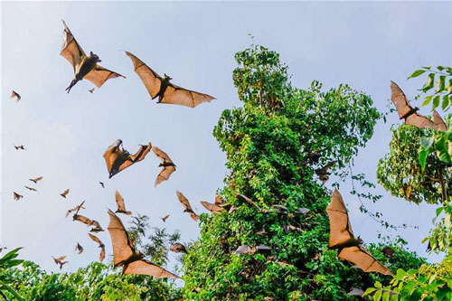 Cuộc di cư vĩ đại: 10 triệu con dơi cùng nhau di chuyển, ăn hết 1 tỷ quả mọng
