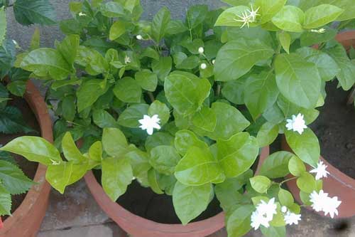 Đây chính là lý do vì sao các chuyên gia khuyên bạn nên trồng ngày 1 cây này trong nhà