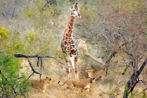 Hươu cao cổ tung cước khiến sư tử văng xa hàng mét