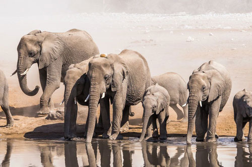 Giải mã nguyên nhân khiến loài voi không biết nhảy