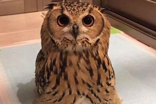 Những điều thú vị trong tự nhiên khiến bạn không khỏi bất ngờ