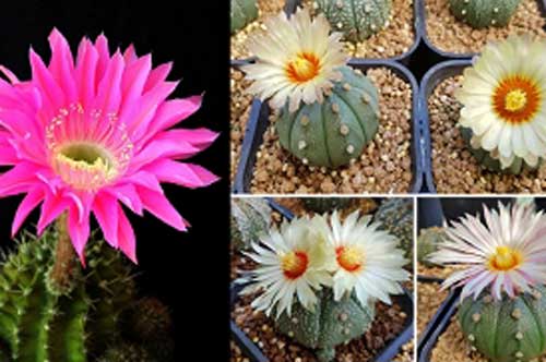 Những loại hoa "phá phong thủy" đẹp mấy cũng không nên để trong nhà, số 3 được rất nhiều người thích