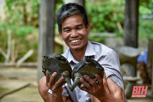 Thanh Hóa: Làm giàu từ nuôi ba ba trong bể xi măng