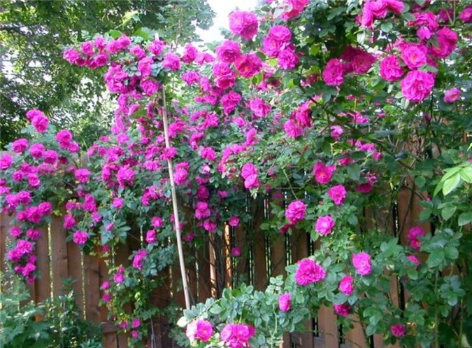 Hướng dẫn cách trồng hoa hồng leo đơn giản cho ra hoa nhiều nhất. Ảnh nguồn: Internet.