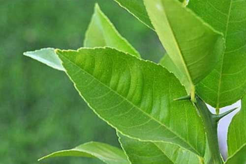 Đọc bài này, gia đình bạn dù chật hẹp cũng trồng ngay cây chanh