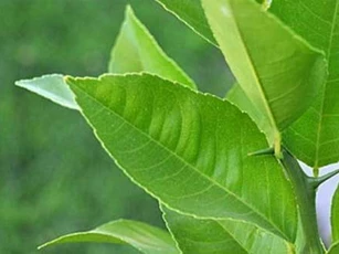 Đọc bài này, gia đình bạn dù chật hẹp cũng trồng ngay cây chanh