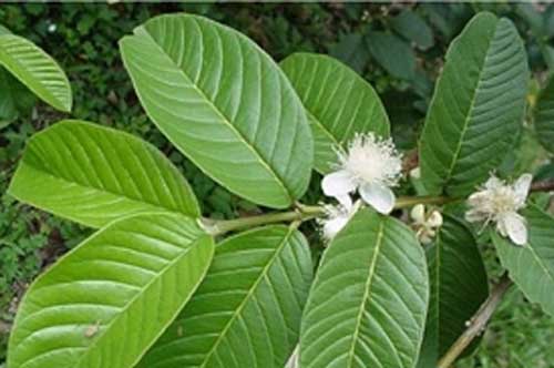 Dù hôi miệng kinh niên không ai dám gần, lấy nắm lá ổi dùng theo cách này trị dứt ngay, miệng lại thơm tho