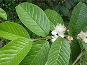 Dù hôi miệng kinh niên không ai dám gần, lấy nắm lá ổi dùng theo cách này trị dứt ngay, miệng lại thơm tho