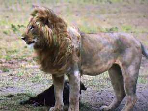 CLIP: Linh cẩu tả tơi khi đụng độ sư tử