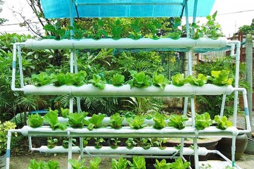 Mẹo trồng rau trên sân thượng giúp mẹ Việt ‘nhàn tênh’ mà rau củ vẫn chất lượng