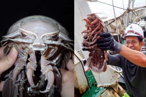 Kinh ngạc phát hiện loài gián dài hơn nửa mét