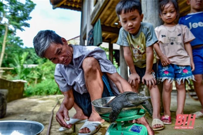 Cựu chiến binh làm giàu từ mô hình nuôi ba ba trong bể xi măng