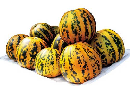 Lợi ích bất ngờ từ dưa bở với sức khỏe mọi nhà