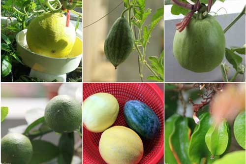 Cách trồng chanh, dưa, khế, ổi... trĩu quả trong thùng xốp