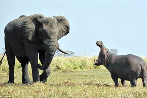 Đơn độc khiêu chiến voi, hà mã nhận cái kết bẽ bàng
