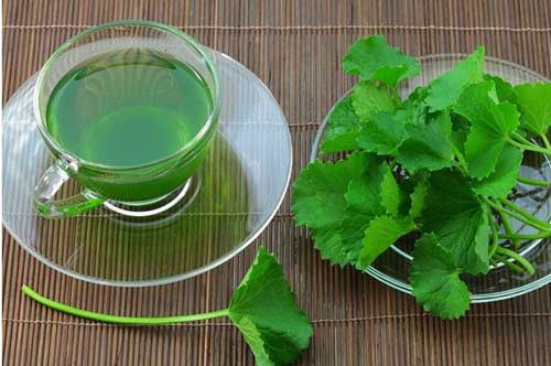 Rau má và những công dụng chữa bệnh trên cả tuyệt vời, nhất là bệnh thấp khớp