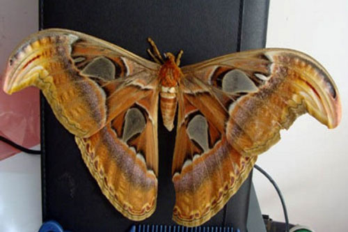 Nhà có dấu hiệu này 'Thần Tài' dễ ban lộc, gia chủ giàu to, tiền bạc chảy vào như nước