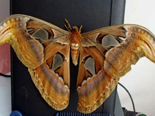 Nhà có dấu hiệu này 'Thần Tài' dễ ban lộc, gia chủ giàu to, tiền bạc chảy vào như nước