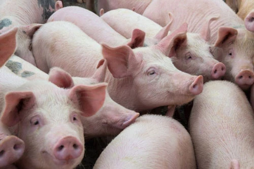 Đã có 7 doanh nghiệp Việt Nam nhập khẩu gần 9.000 con lợn sống từ Thái Lan. Ảnh minh họa.