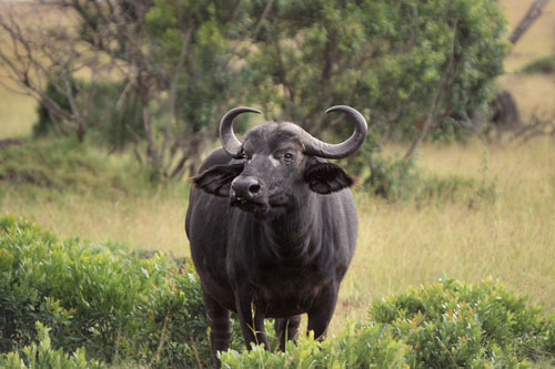 Top 4 con giáp dễ gặp may mắn đủ đường, tiêu tiền không cần phải suy nghĩ trong tháng 6, 7 Âm lịch