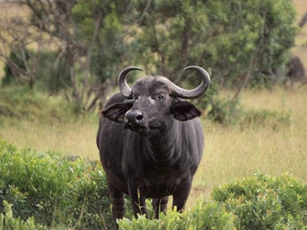 Top 4 con giáp dễ gặp may mắn đủ đường, tiêu tiền không cần phải suy nghĩ trong tháng 6, 7 Âm lịch