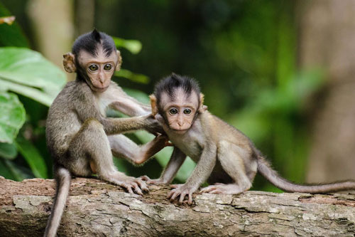 Top 4 con giáp thường gặp may mắn trong thi cử, thi đâu đỗ đấy