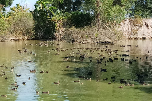 Hà Tĩnh: Trở thành tỷ phú từ trang trại nuôi vịt trời