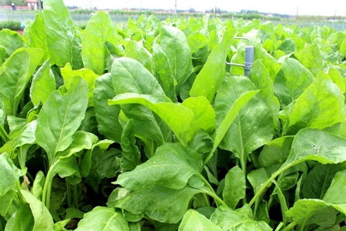 CLIP: Mẹo trồng cải bó xôi không sâu bệnh, năng suất tại nhà