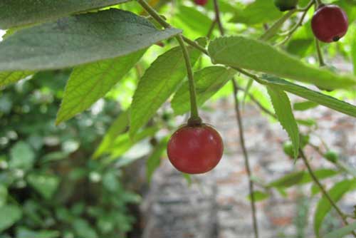 Chúng ta đang thờ ơ với "thần dược" ngừa ung thư, trị "bách bệnh"