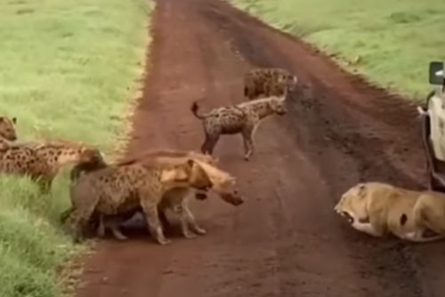 CLIP: Những trận chiến đẫm máu giữa sư tử và linh cẩu