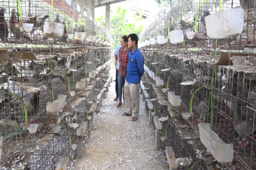 Hà Giang: Nuôi chim bồ câu Pháp thu lãi 140 triệu đồng/năm