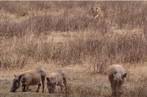 CLIP: Rình rập con mồi, sư tử vẫn phải 'ôm hận'