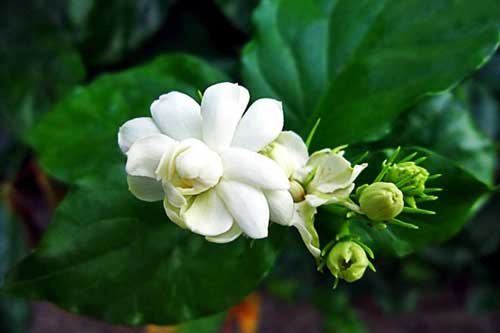 "Thần dược" giúp bạn cả đời không ốm đau bệnh tật lại thọ lâu