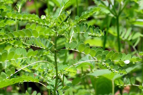 Đây là "thần dược" trị viêm gan, ngừa tiểu đường giúp cả đời khỏe mạnh