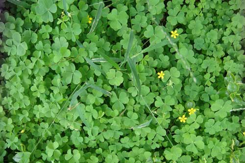 Chua me đất cây mọc hoang là "thần dược" giúp trị 8 loại bệnh thường gặp cực hiệu quả