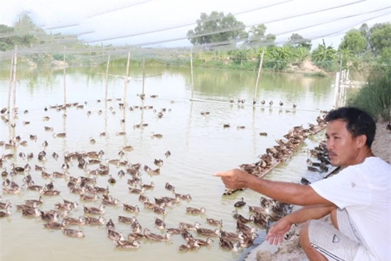 Nhờ nuôi vịt trời, anh Cường đã trở thành tỷ phú.