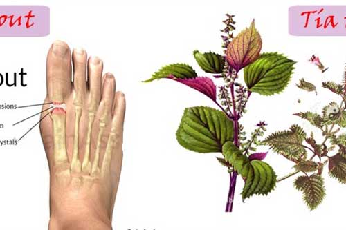 Học người Nhật cách biến tía tô thành bài thuốc chữa bệnh cứu người hiệu quả trong "tích tắc"