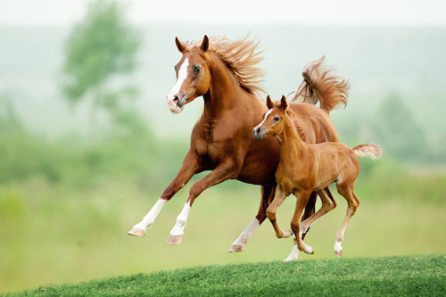 Dự đoán tử vi tháng 8 Dương lịch của 12 con giáp: Tuổi Mão dễ gặp xui xẻo đủ đường, tuổi Tỵ tiếp tục 'ế bền vững'