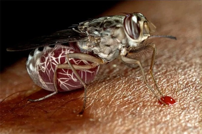 1001 thắc mắc: Loài ruồi nào nguy hiểm nhất hành tinh? - ảnh 1